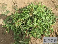 荠菜能够防癌抗癌？看荠菜图片教你如何活得更健康