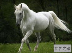 90年属什么？是属马（禁忌和鼠结合，不然女方会得大病）