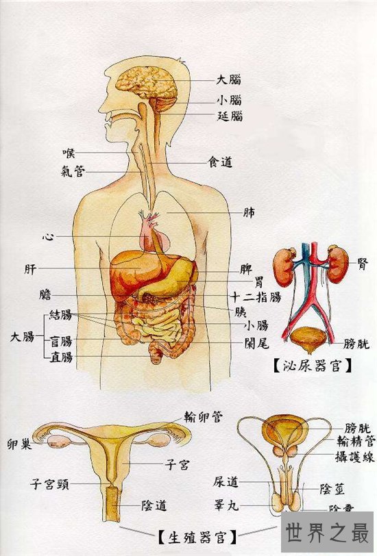 人体器官图由五脏六腑组成 分别帮助人体实现各种功能