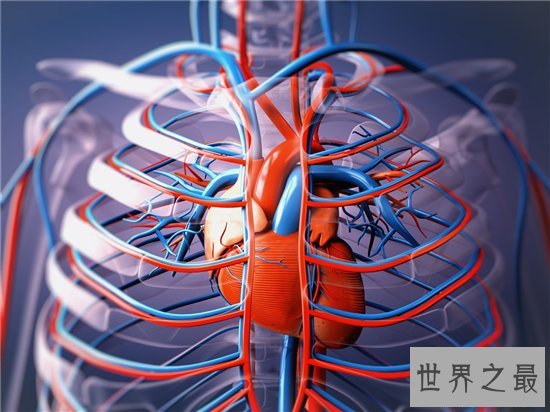 人体器官图由五脏六腑组成 分别帮助人体实现各种功能