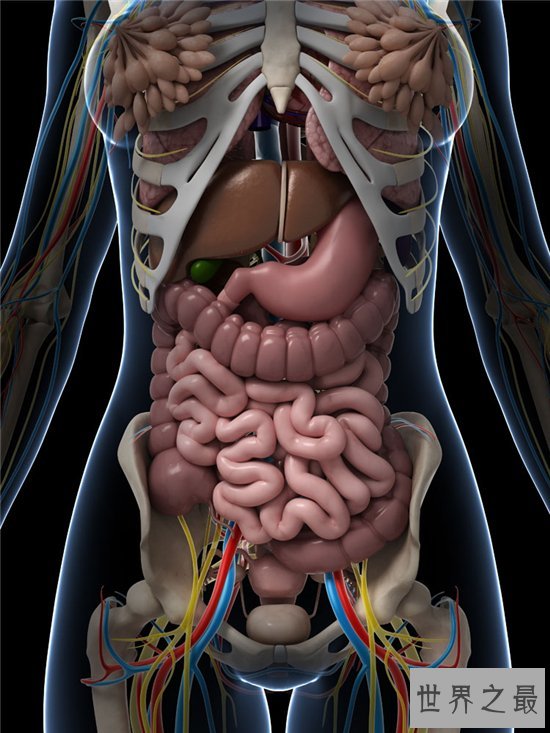 人体器官图由五脏六腑组成 分别帮助人体实现各种功能