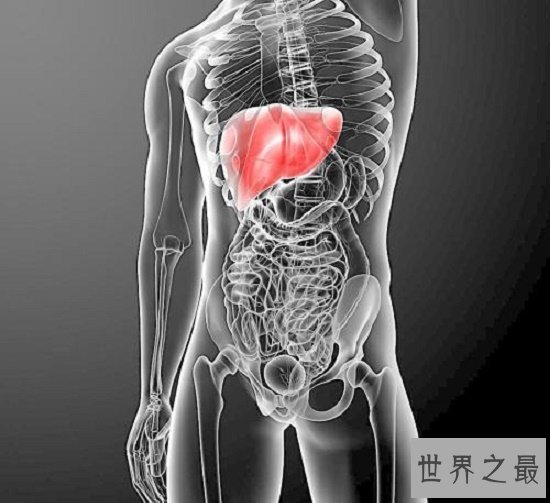 肝的位置在5到9肋骨之间，肝脏不好要忌口