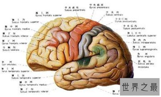 金恩荣5个月会说话3岁学微积分 智商高达210无人能比