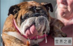 世界上最丑的狗Zsa Zsa 历经5年悲惨生活终在梦中死去