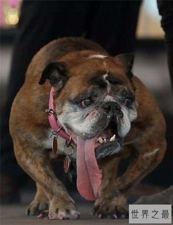 世界上最丑的狗Zsa Zsa 历经5年悲惨生活终在梦中死去