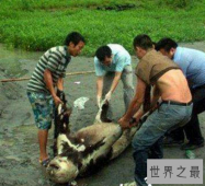 中国十大灵异事件，四川成都惊现僵尸杀人事件