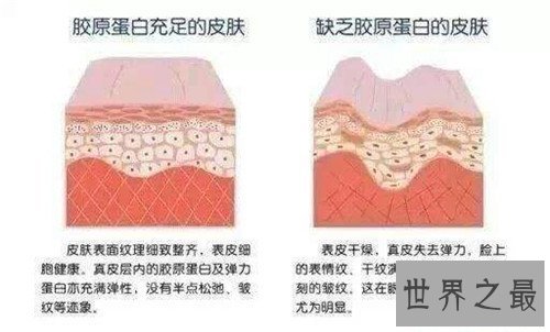 胶原蛋白的功效与作用 什么时间服用胶原蛋白最有效