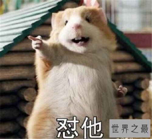 怼怎么读 如今怼字已成为流行汉字