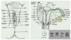 作为女人 你不得不了解的女性生殖器图
