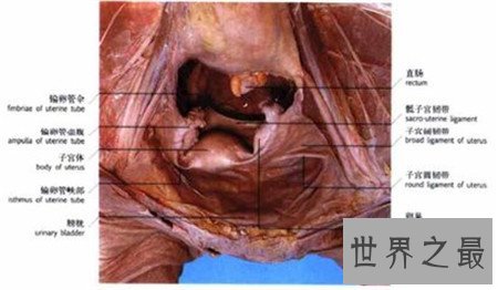 作为女人 你不得不了解的女性生殖器图