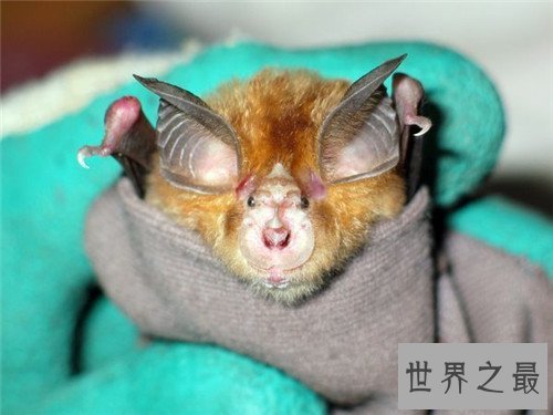 中华菊花蝠是SARS病毒传播源头 潜在多种病毒危害