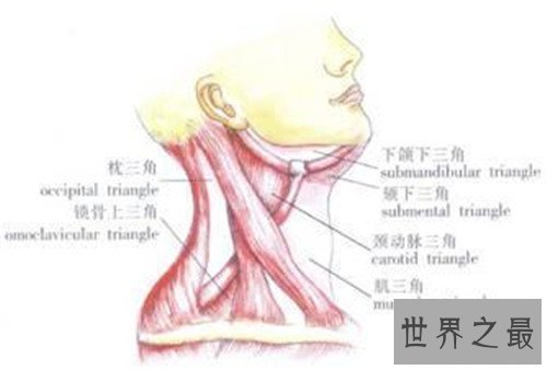 颈部淋巴结分区介绍 淋巴结肿大的原因介绍