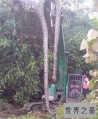 巨蛇图片记载真实事件 曾有工人挖出地下巨蛇