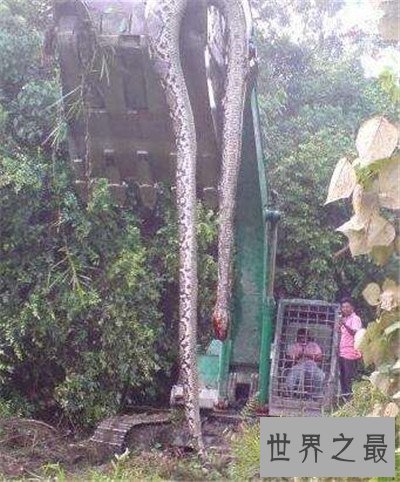 巨蛇图片记载真实事件 曾有工人挖出地下巨蛇