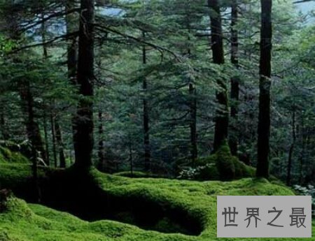 中国原始森林现在还有多少了 最大的是那个