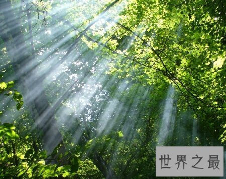 中国原始森林现在还有多少了 最大的是那个