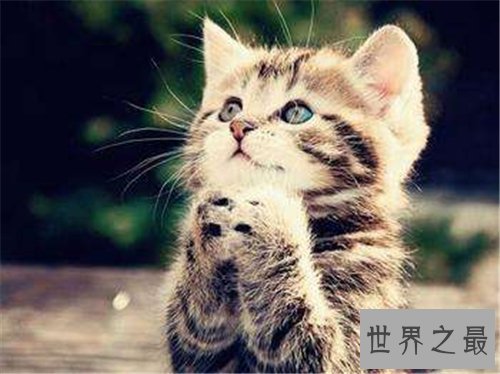 梦见猫咬我是什么意思 梦见被黑猫咬什么含义