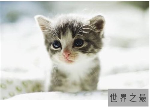 梦见猫咬我是什么意思 梦见被黑猫咬什么含义
