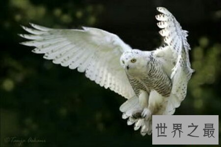 孱弱是中国的一个词语 孱弱的意思又是什么呢