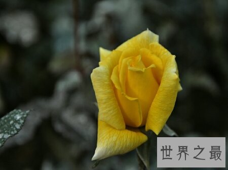 花枝招展是形容女孩子的 那花枝招展的意思又是什么