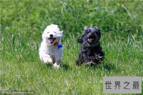 梦到狗代表什么意思，不同的人梦到狗有什么含义