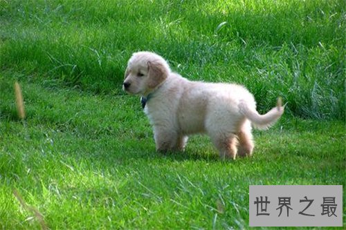 梦到狗代表什么意思，不同的人梦到狗有什么含义