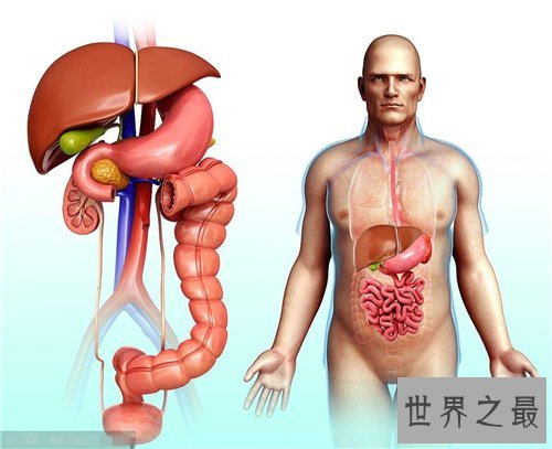 人体内脏图详细解析 人体内脏的工作时间介绍