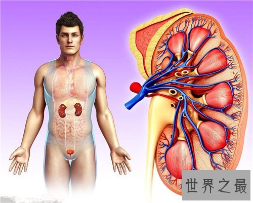 人体内脏图详细解析 人体内脏的工作时间介绍