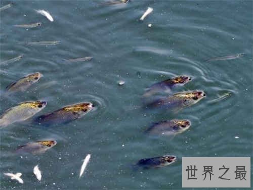 梦见抓鱼是什么意思，梦见抓鱼详细解梦分析