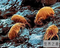  让我们来通过螨虫图片来认识螨虫吧