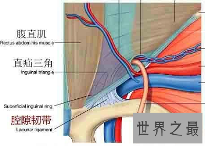 影响人体性功能的最隐私部位:腹股沟区