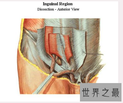 影响人体性功能的最隐私部位:腹股沟区
