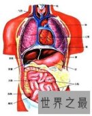 最强揭秘——人体最大的器官是什么