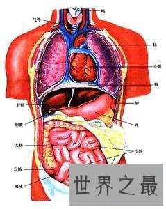 最强揭秘——人体最大的器官是什么
