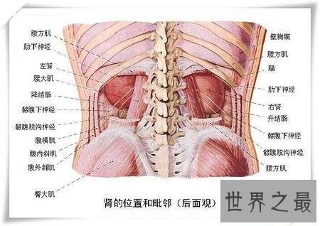 最强揭秘——人体最大的器官是什么