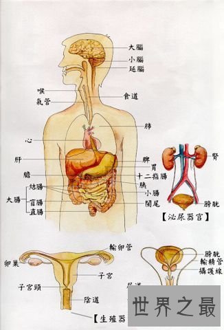 最强揭秘——人体最大的器官是什么