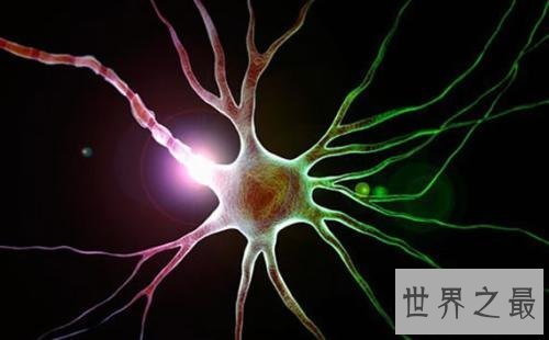 人体中最长的细胞有多长，1米以上(没有卵细胞大)