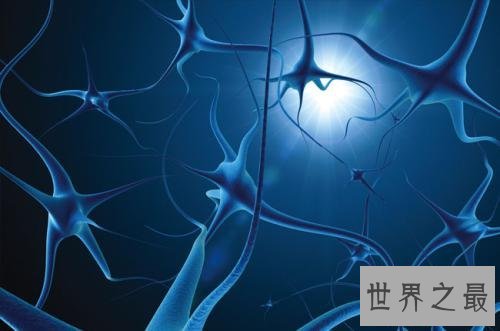 人体中最长的细胞有多长，1米以上(没有卵细胞大)