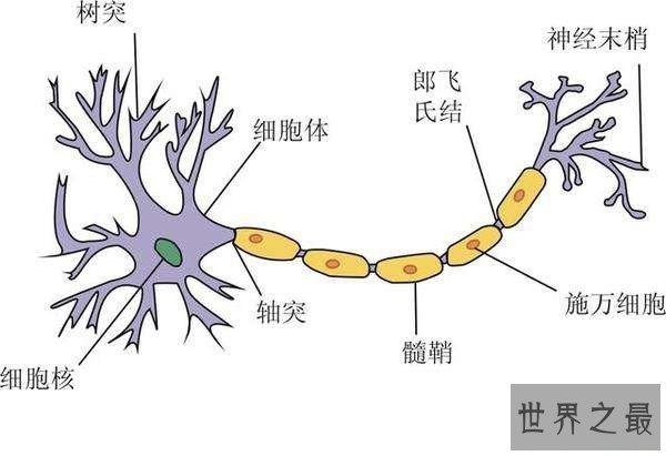 人体中最长的细胞有多长，1米以上(没有卵细胞大)