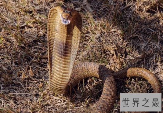 世界上最不可思议的婚姻,人与尸体与眼镜蛇结婚