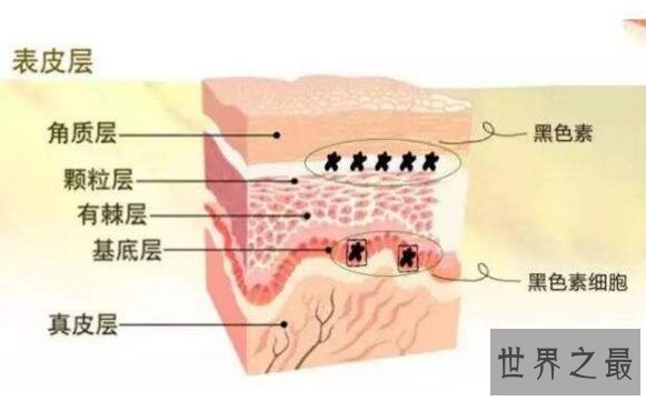 人体最大的器官是什么,皮肤(也是最强大的器官)