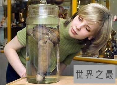 世界上最长的阴茎,长达28.5厘米