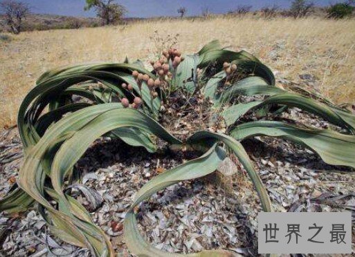 千岁兰能在沙漠中活2000年,远古时期留下的沙漠章鱼