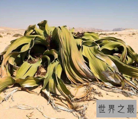 千岁兰能在沙漠中活2000年,远古时期留下的沙漠章鱼