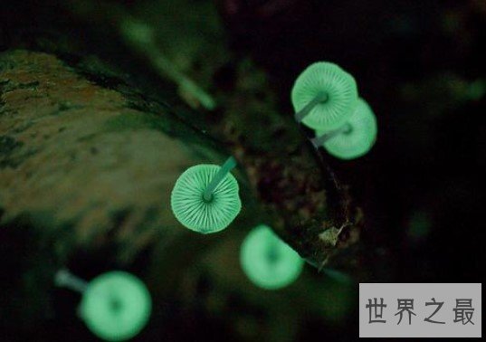 稀少的荧光小菇,森林中雨后飘荡的荧绿色鬼火