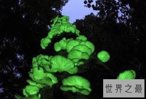 稀少的荧光小菇,森林中雨后飘荡的荧绿色鬼火