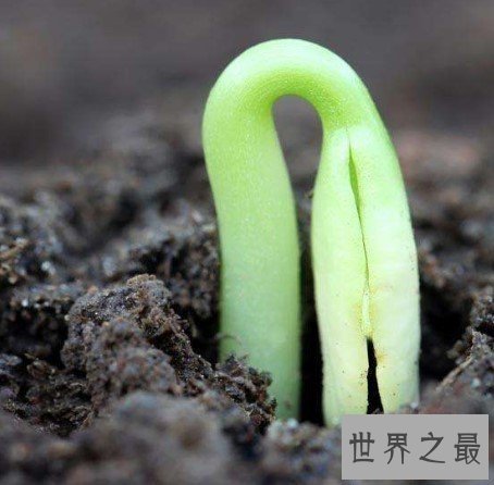 世界上最神奇的种子,云杉种子在人体生根发芽长到5厘米