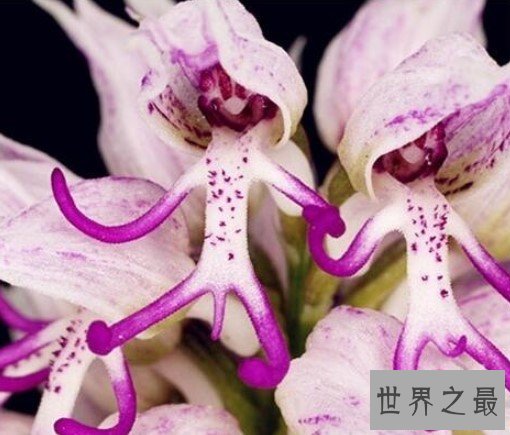 奇特的意大利红门兰,花朵酷似戴着草帽的裸男