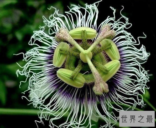 奇特的意大利红门兰,花朵酷似戴着草帽的裸男
