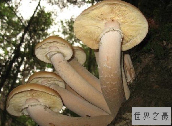 世界上最大的蘑菇,可以活2400年的奥氏蜜环菌
